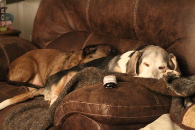 Dog lying on sofa