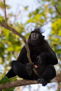 Monkey sitting on tree