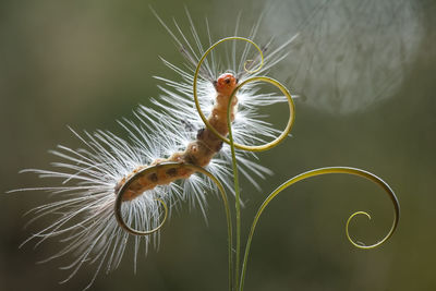 Beautiful pose of caterpillars