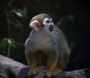 Squirrel monkey on tree