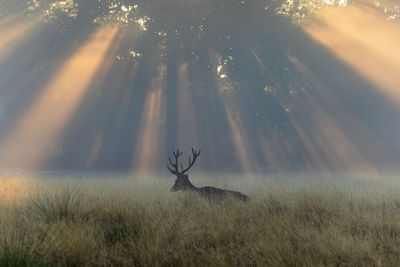 View of deer on field