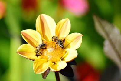 Close-up of bee pollinating on yellow flower