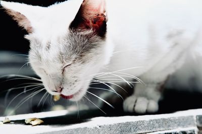 Close-up of cat