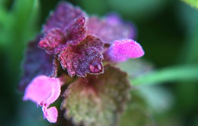 Close-up of pink flowers