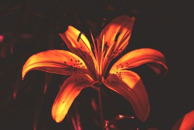 Close-up of orange lily flower against black background