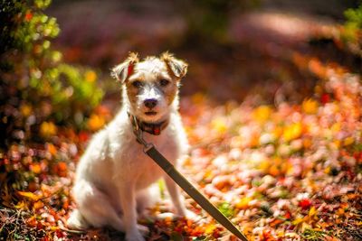 Dog looking away outdoors