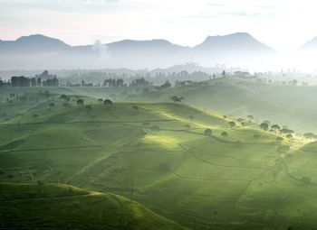 Scenic view of agricultural field against sky