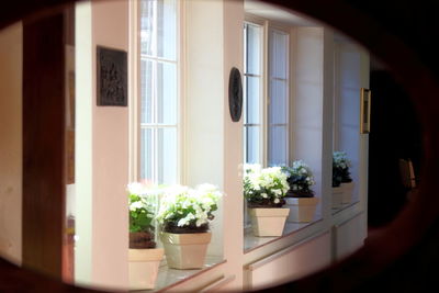 Potted plants on window sill