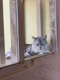 Portrait of cat sitting on window