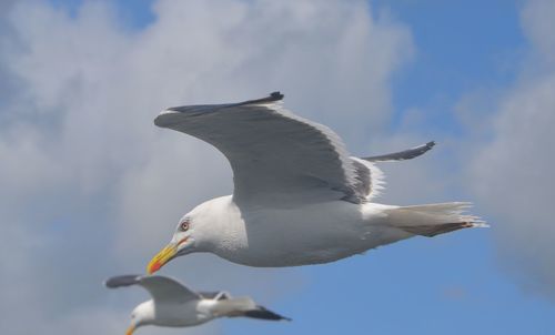 Low angle view of seagull flying