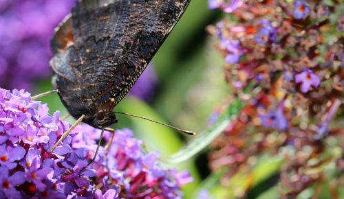 Close-up of butterfly on purple flower