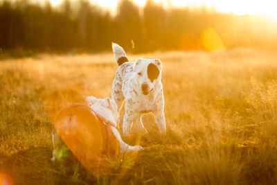 Close-up of stuffed toy on field during sunset