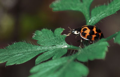 Close-up of insect on leaf