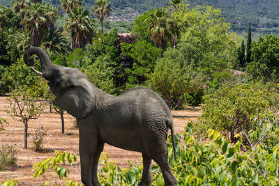 Side view of elephant standing against trees
