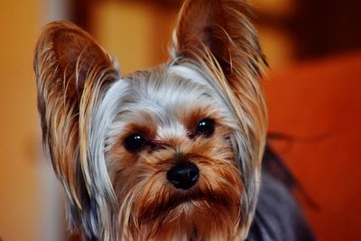 Close-up portrait of dog at home