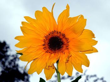 Close-up of yellow sunflower against sky