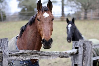 Horses in ranch