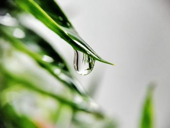 Close-up of green leaf on plant