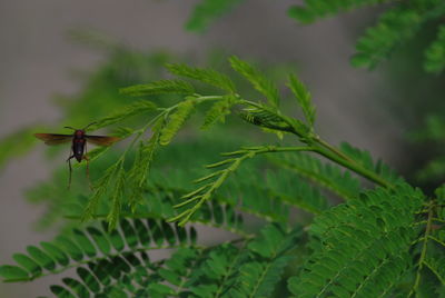 Close-up of insect on plant