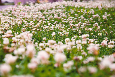 Close-up of plants growing on field