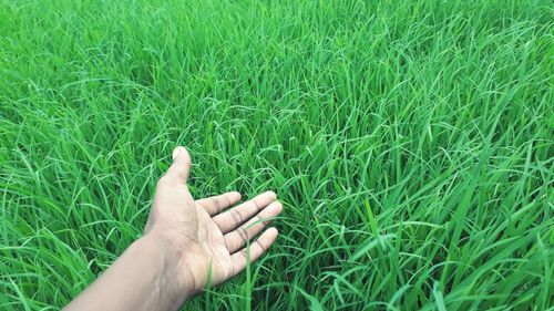 Cropped hand touching grass on field