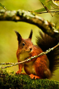 Close-up of squirrel on field