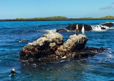 Bird perching on rock in sea against clear sky