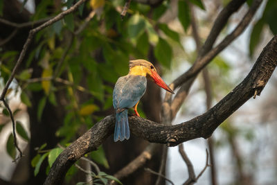 Close-up of bird perching on branch