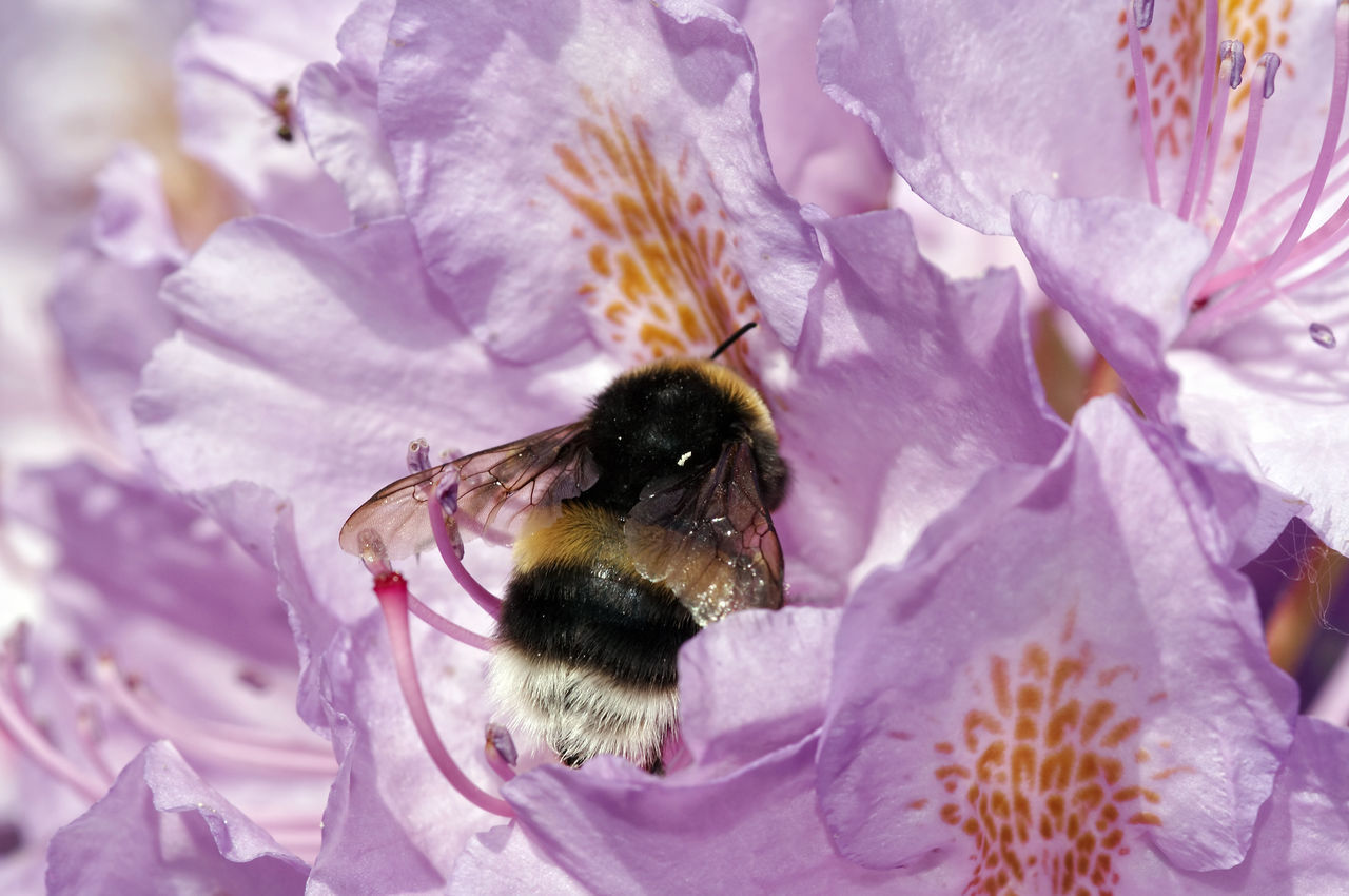 CLOSE-UP OF BEE POLLINATING ON FLOWER