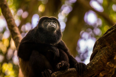 Close-up of monkey on tree