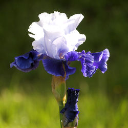 Close-up of purple iris