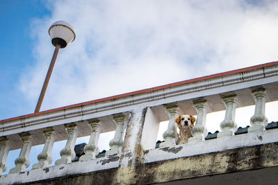 Low angle view of dog on bridge