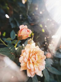 Close-up of rose blooming outdoors