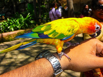 Close-up of hand holding a bird