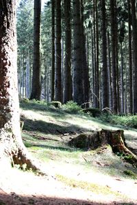 Trees in forest