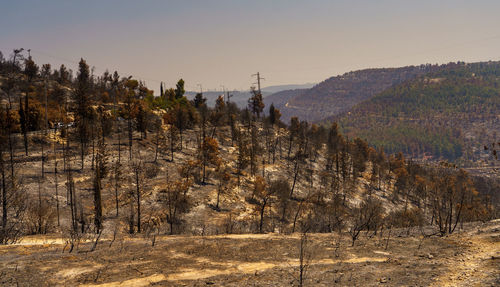 Burnt forest near jerusalem