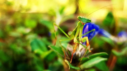 Close-up of insect on flower