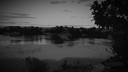 Reflection of trees in water