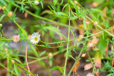 Close-up of flowering plant