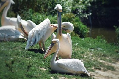 View of pelican on field