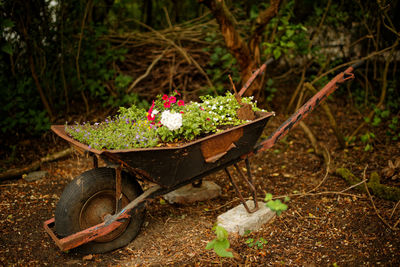 Close-up of plants in wheelbarrow on field