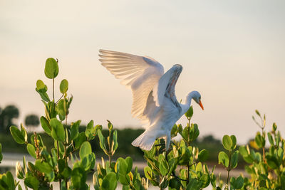 Bird flying in the sky