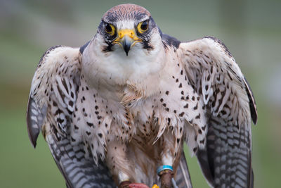 Close-up of owl perching outdoors