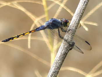 Close-up of insect