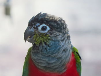 Close-up of a bird