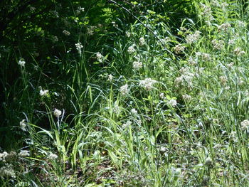 plant