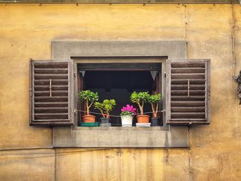 Potted plants on window sill of house
