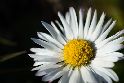 Close-up of daisy flower