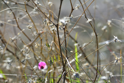 Close-up of pink flowering plant on field