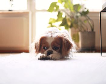 Close-up portrait of dog